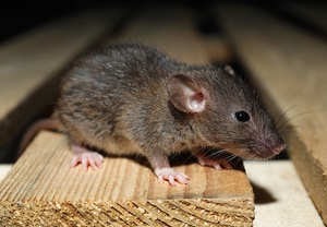 Grey Rat On Wooden Planks, Closeup. Pest Control