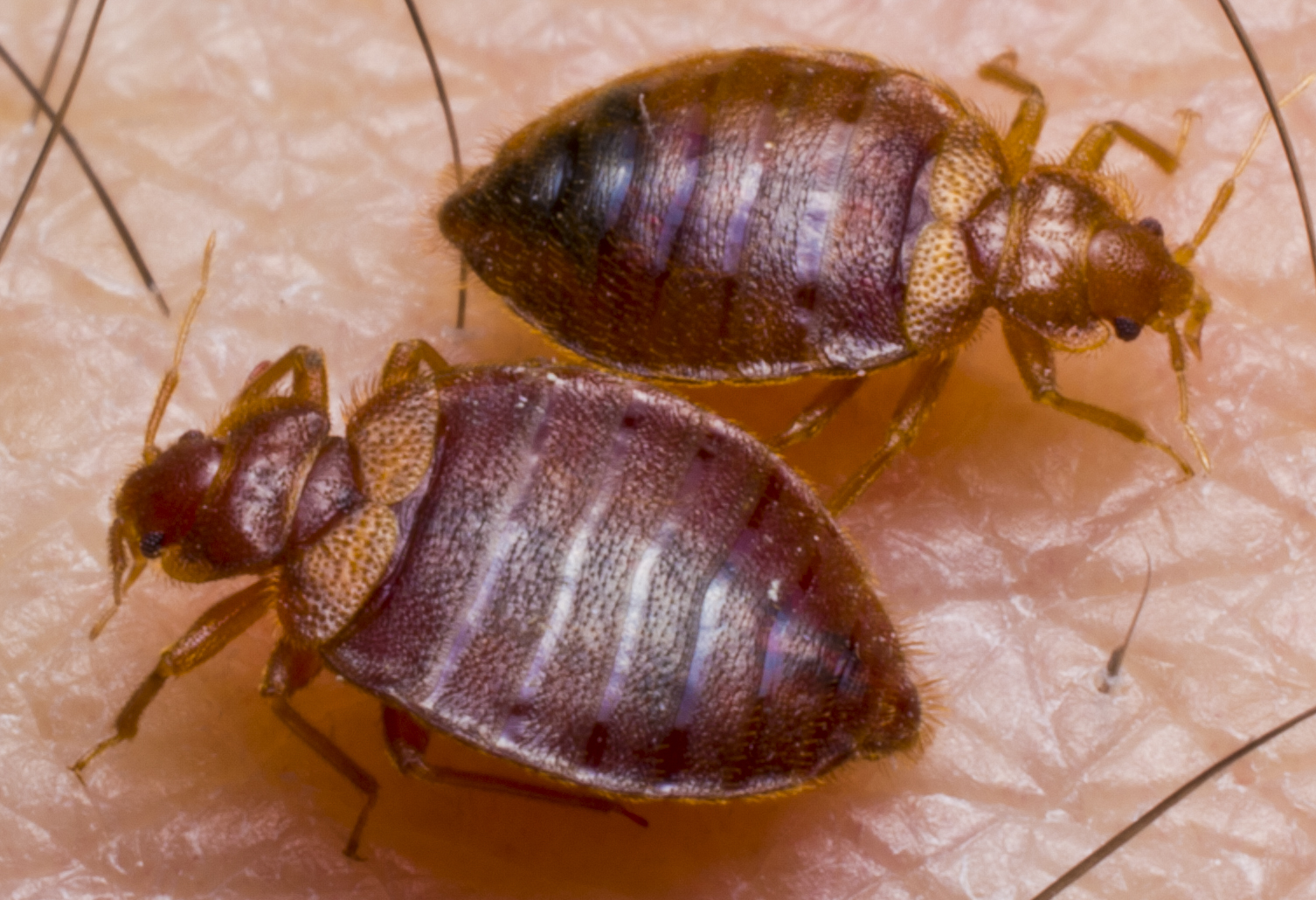 bed bug twin feeding