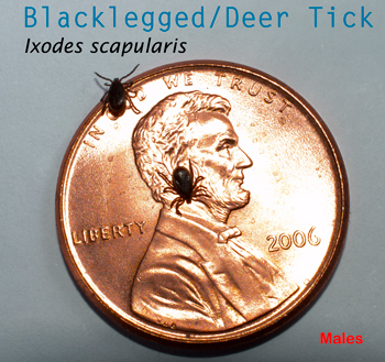 black legged tic on penny